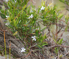 Billardiera cymosa