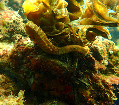 Hippocampus abdominalis
