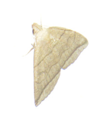 Herminia grisealis