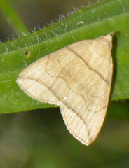 Herminia grisealis