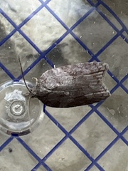 Acleris sparsana