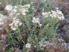 Achillea stepposa