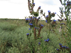 Anchusa procera