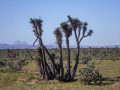 Yucca valida