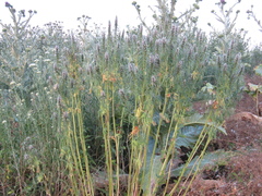 Leonurus glaucescens