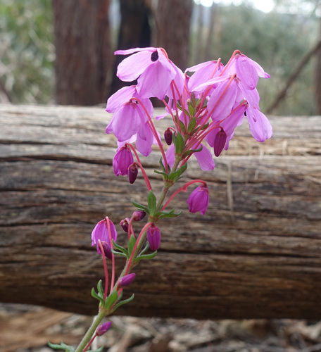 Image of Tetratheca bauerifolia by (c) yatesy, some rights reserved (CC BY)