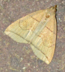 Herminia grisealis