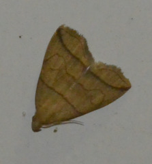 Herminia grisealis