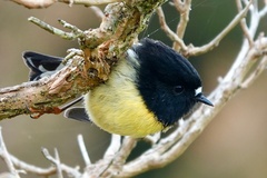 Petroica macrocephala macrocephala