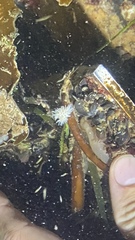 Aeolidia