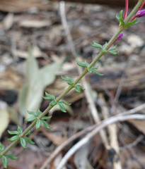 Tetratheca bauerifolia