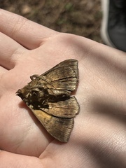 Bastilla fulvotaenia