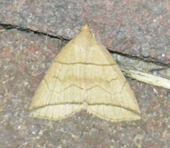 Herminia grisealis