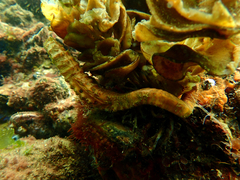 Hippocampus abdominalis