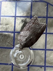 Acleris sparsana