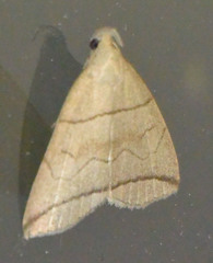 Herminia grisealis