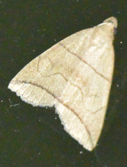 Herminia grisealis