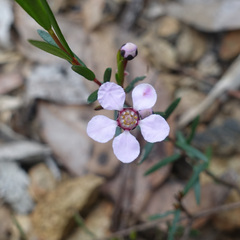 Euryomyrtus ramosissima