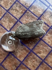 Acleris sparsana