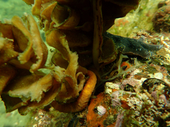 Hippocampus abdominalis