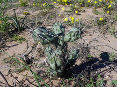 Cylindropuntia