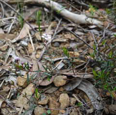 Euryomyrtus ramosissima