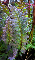 Pedicularis ornithorhynchos