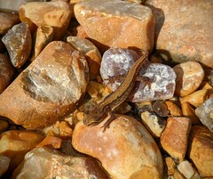 Lissotriton