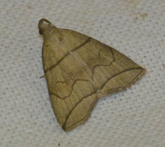 Herminia grisealis