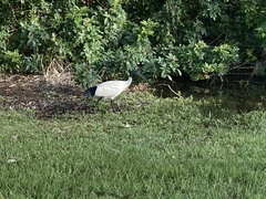 Threskiornis