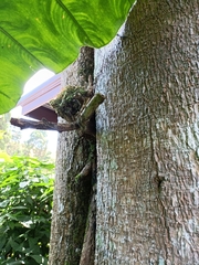 Calotes emma