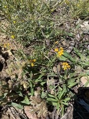Erysimum capitatum capitatum