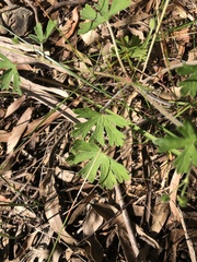 Geranium solanderi