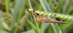 Conocephalus maculatus