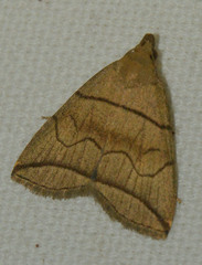 Herminia grisealis