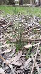 Juncus pallidus