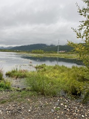 Calamagrostis purpurea