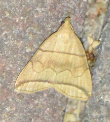 Herminia grisealis