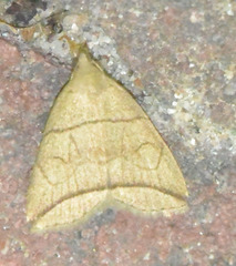 Herminia grisealis