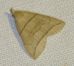 Herminia grisealis