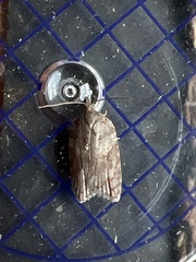 Acleris sparsana