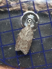 Acleris sparsana