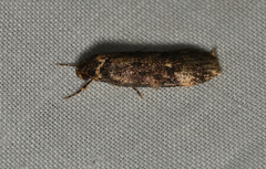 Barea atmophora