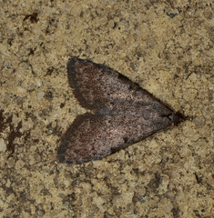 Nola pleurosema