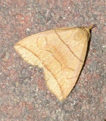 Herminia grisealis