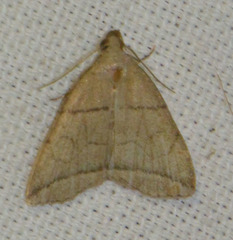 Herminia grisealis