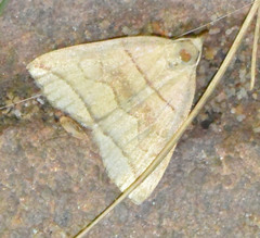 Herminia grisealis