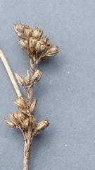 Juncus pallidus