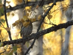 Zoothera aurea