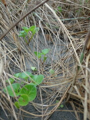 Calystegia soldanella